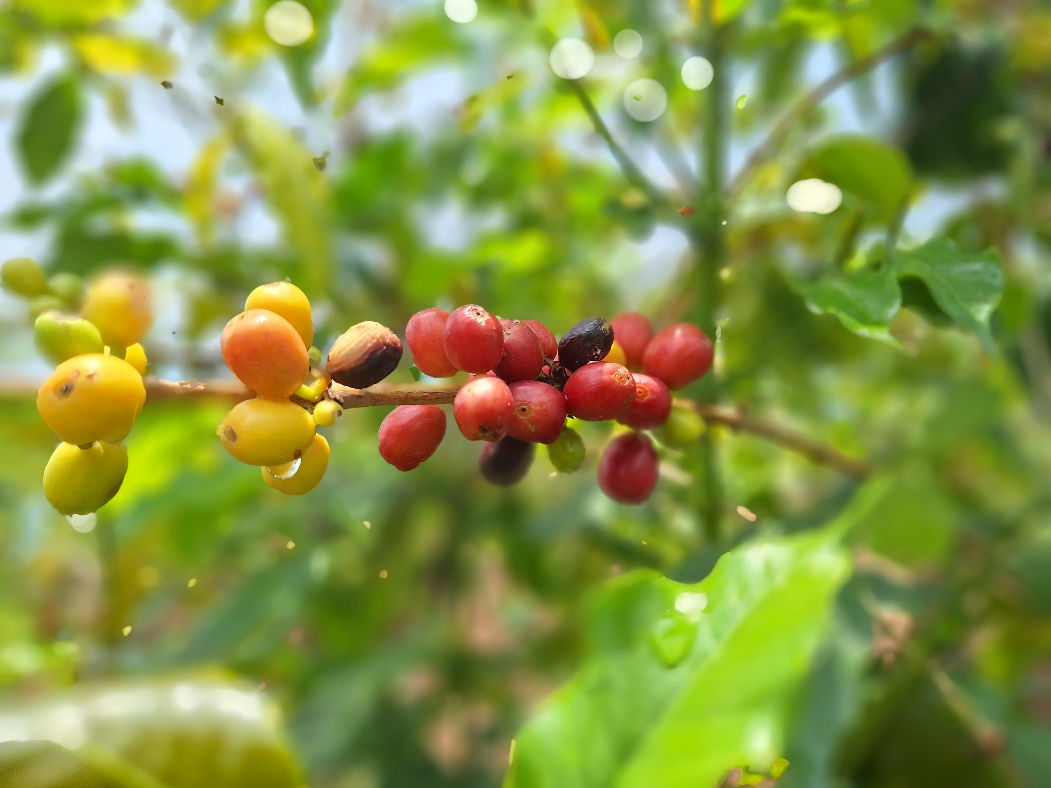Spezialitätenkaffee Kirschen Kanyantorogo in Bwindi