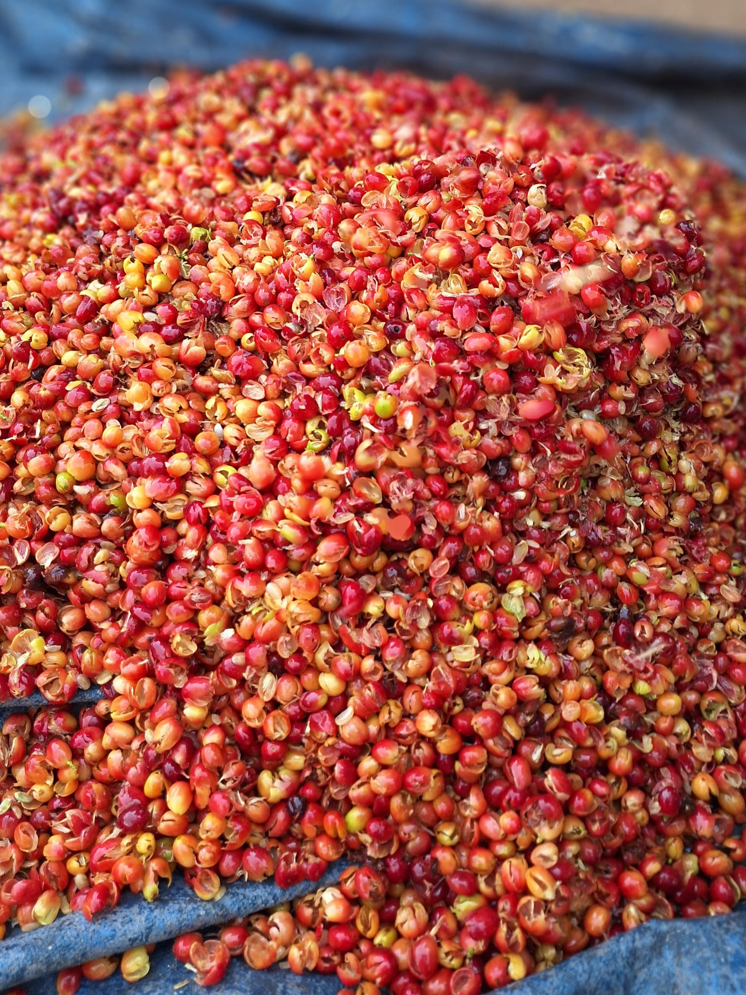 Cascara Kayantorogo Bwindi