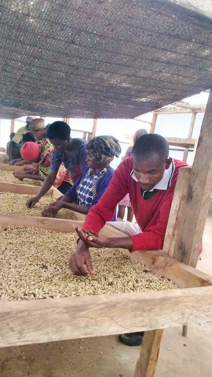 Coffee dryer Frank Bwindi