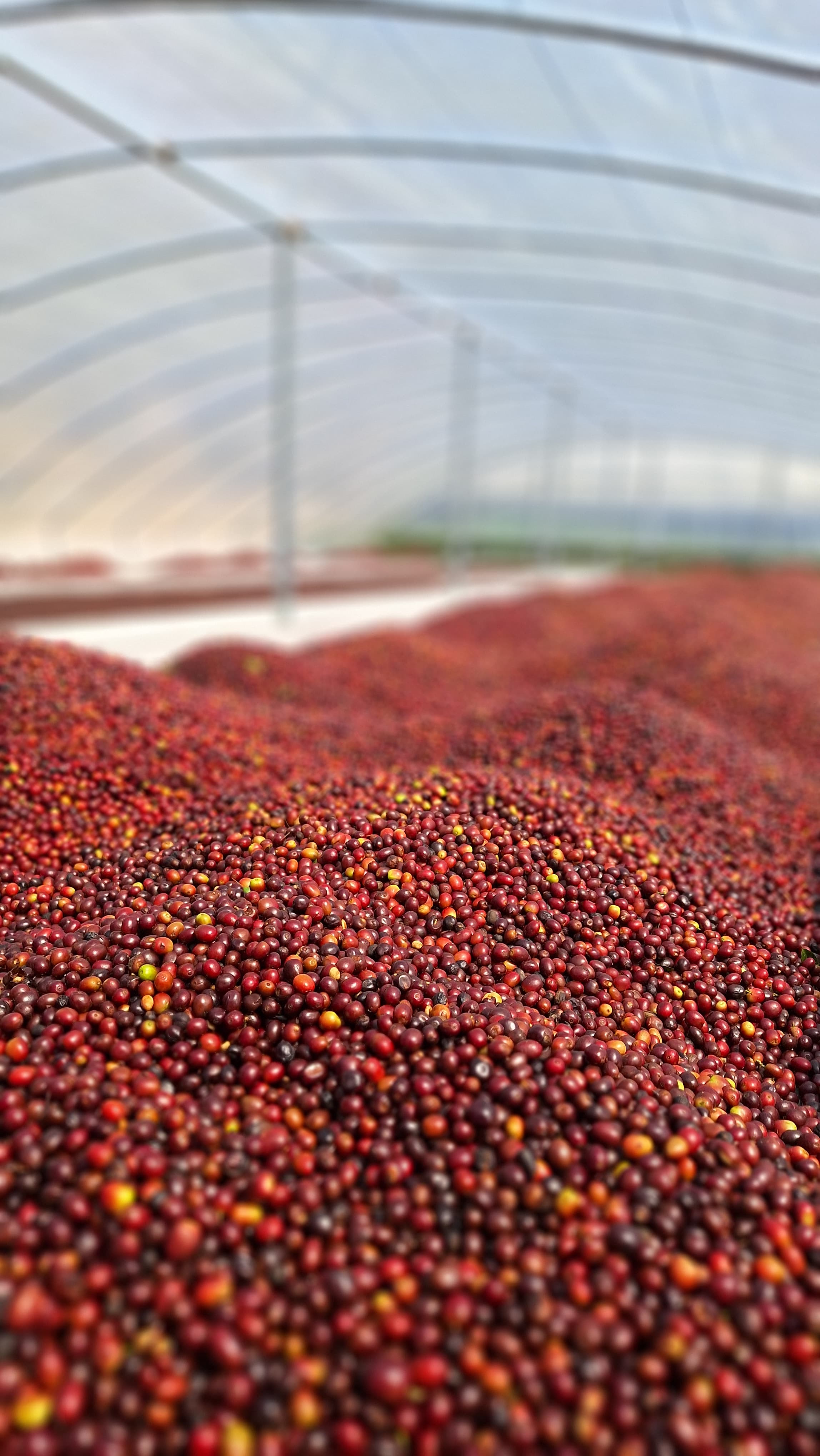 Kaffeekirschen beim Trocknen in der Combrifol Kooperative