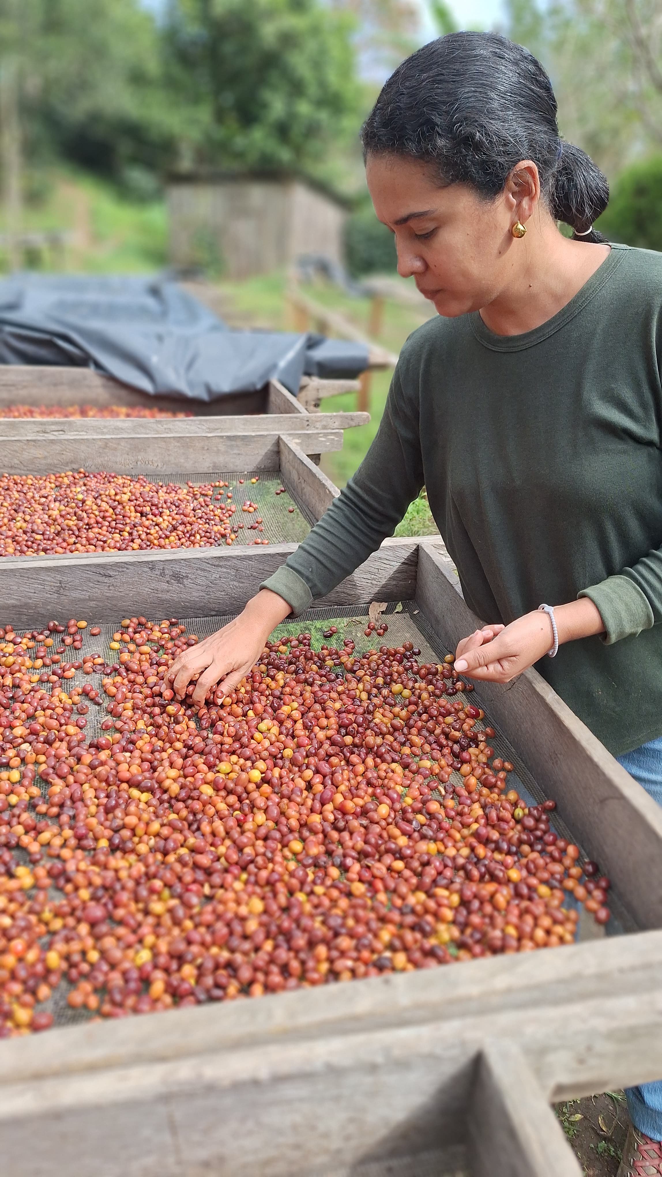 Kaffeekirschen Finca Los Angeles Rebecca Rivas Nicaragua