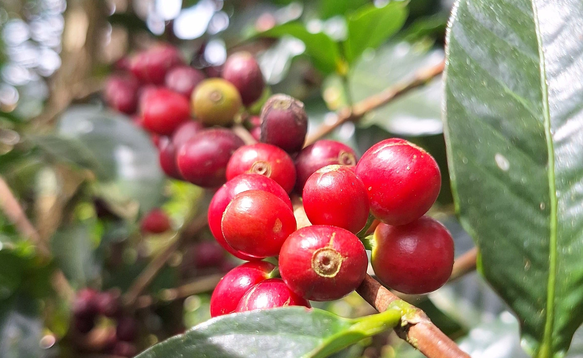 Spezialitätenkaffee am Strauch Combrifol Honduras