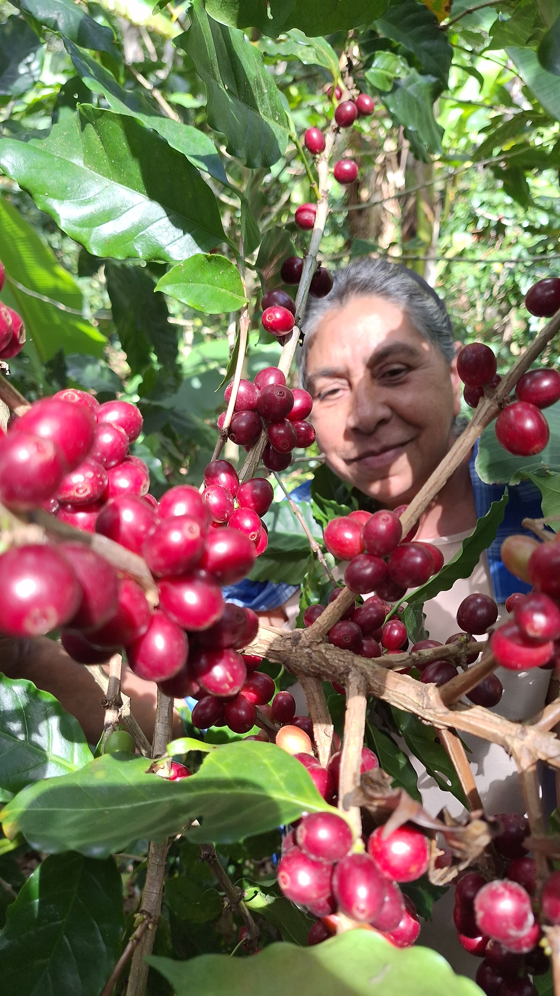 Kaffeekirsche Kaffeeproduzentin Lucia del Carmen Olivas Castellon