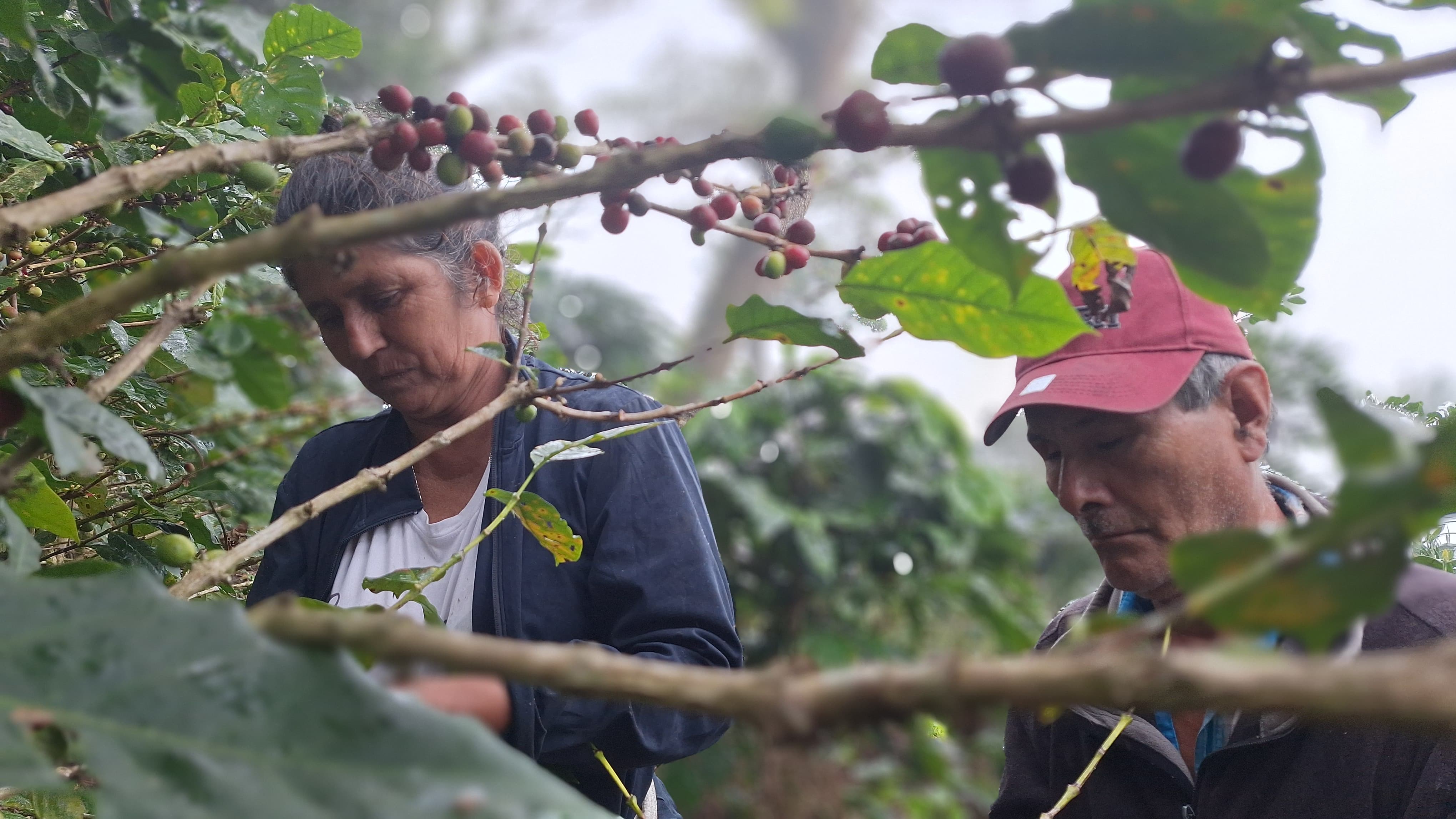 Justina und Rigoberto beim Kaffeepflücken auf ihrer Finca "Santo Domingo", Nicaragua