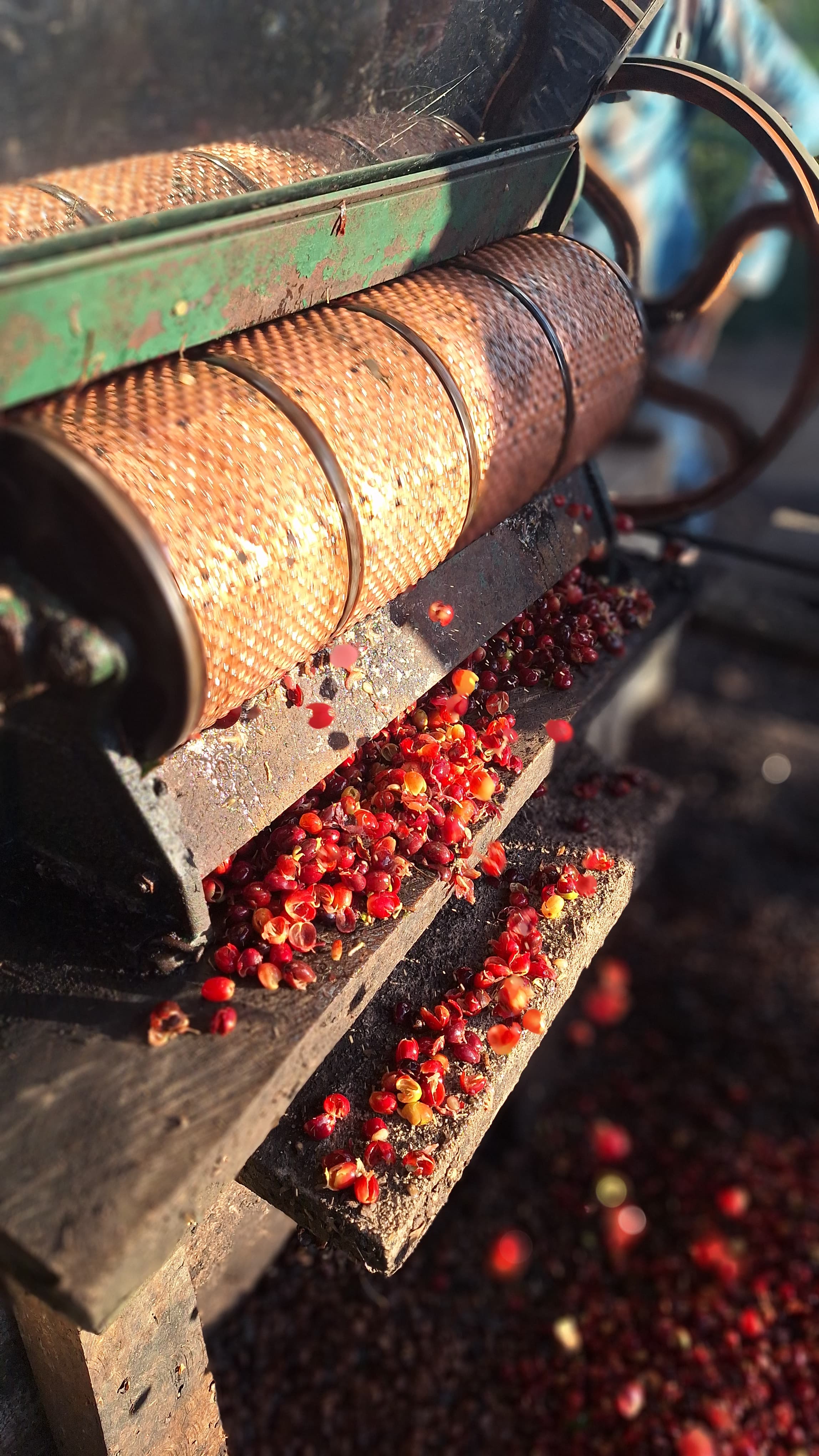 Entpulpen frischer Kaffeebohnen in Nicaragua