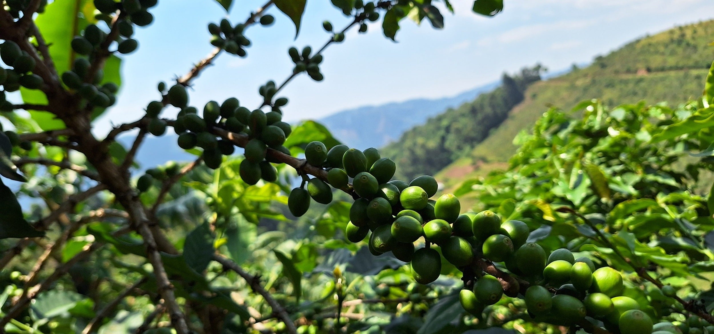 Spezialitätenkaffee Kirsche grün Bwindi Uganda Kontakt
