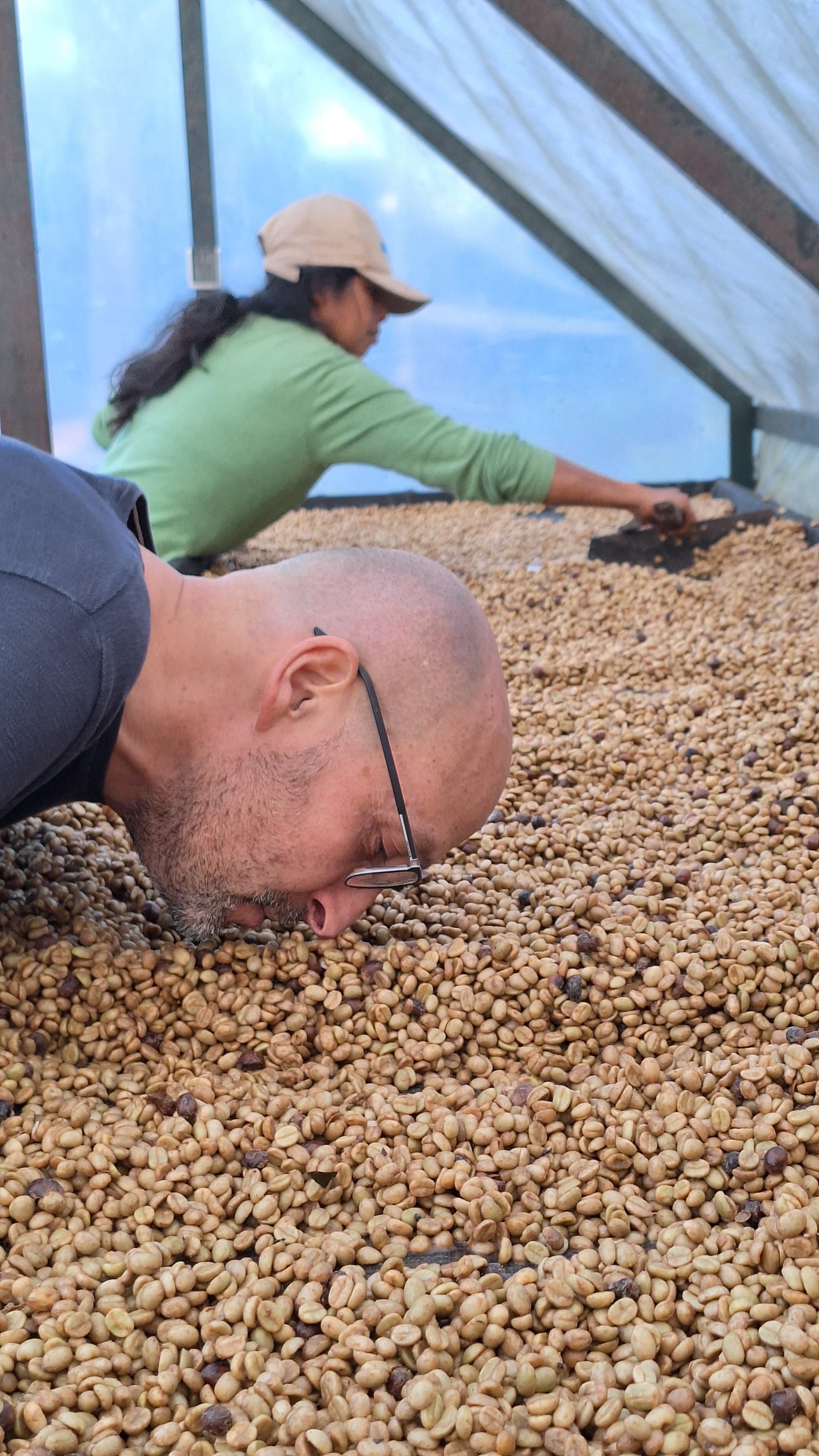 Trocknung Spezialitätenkaffee, Finca Deborah, Honduras